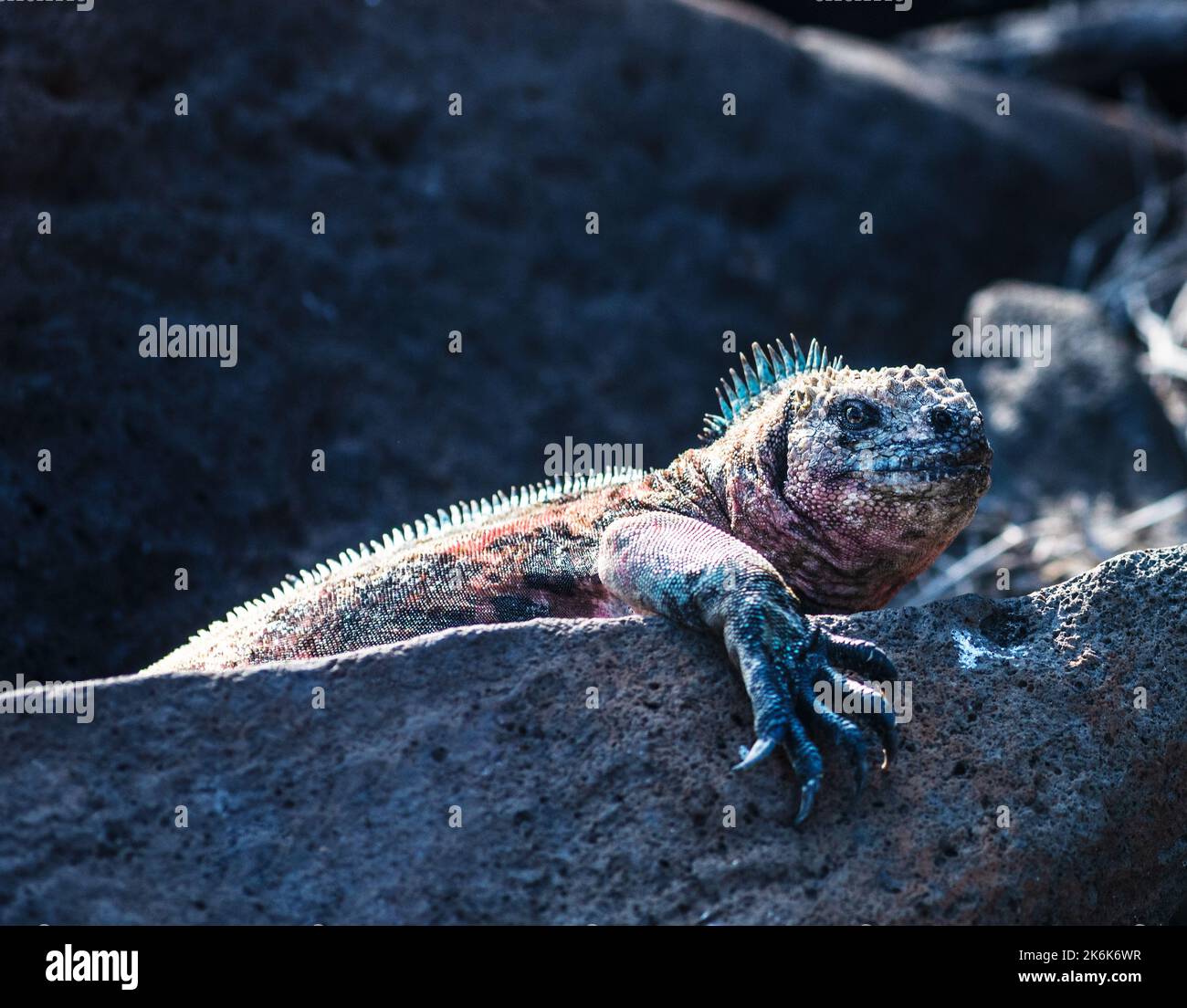 Christmas Iguana on Espanola Island, Galapagos islands, Ecuador, South America Stock Photo
