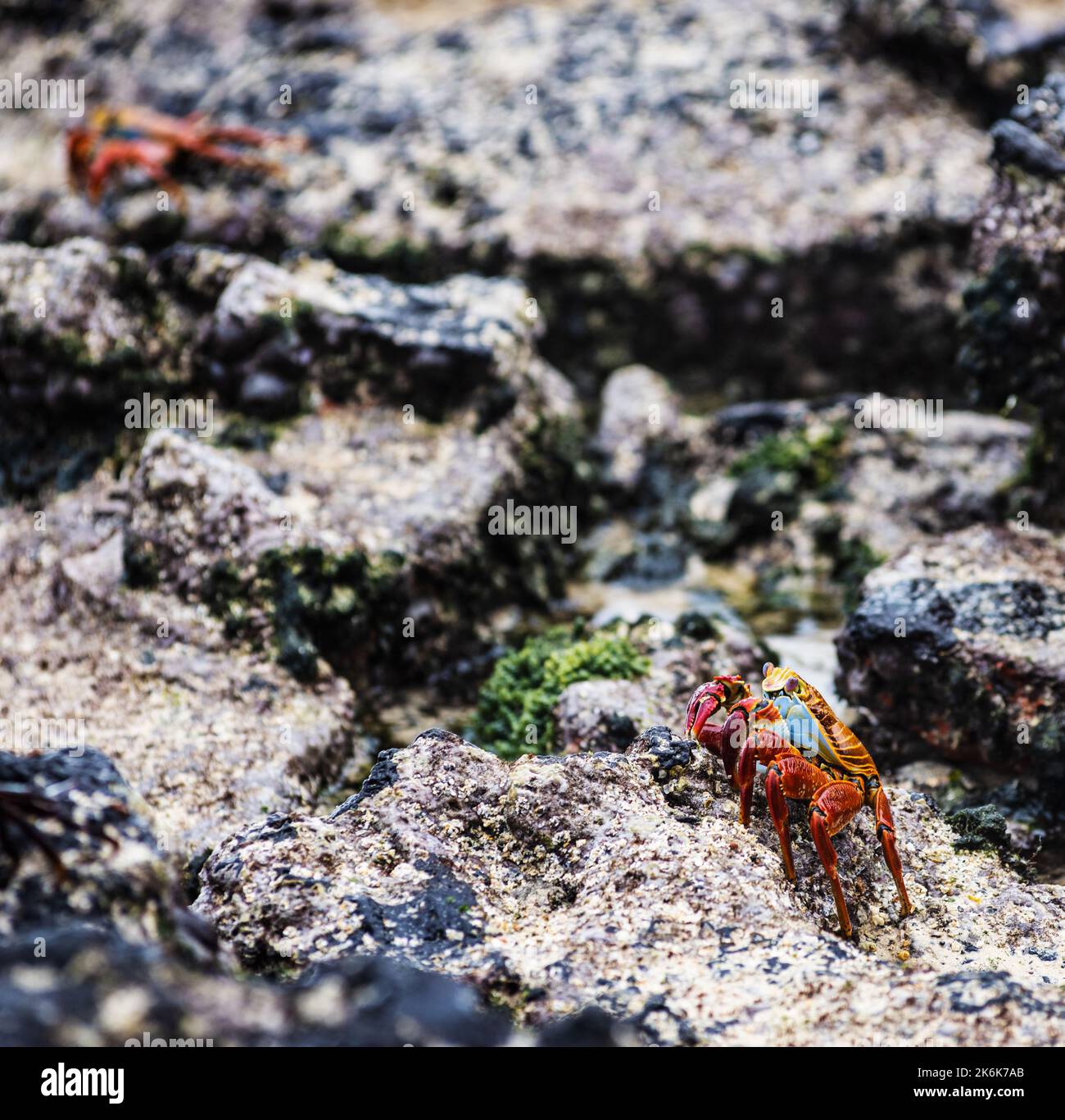 Sally lightfoot crabs, Galapagos islands, Ecuador, South America Stock Photo
