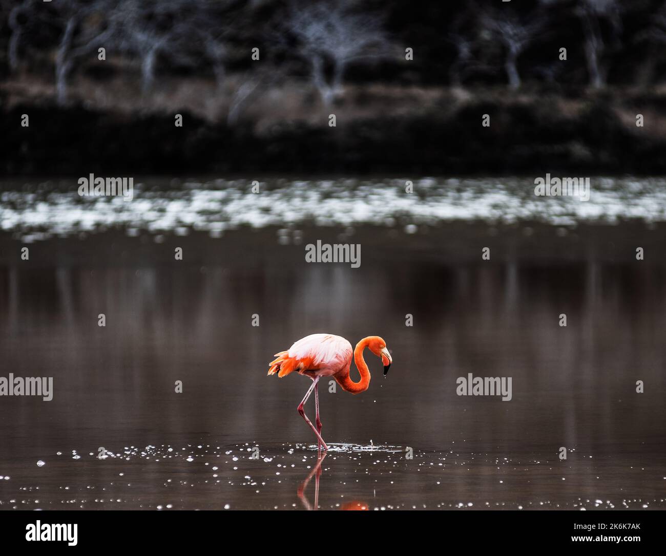 Pink Flamingo at Cormorant point, Floreana island, Galapagos islands, Galapagos, Ecuador, South America Stock Photo