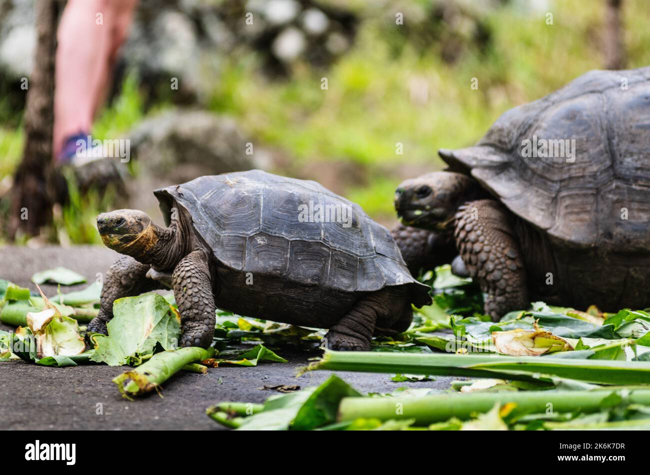 Galapagos Giant Tortoise On Floreana Island, Galapagos islands, Ecuador, South America Stock Photo