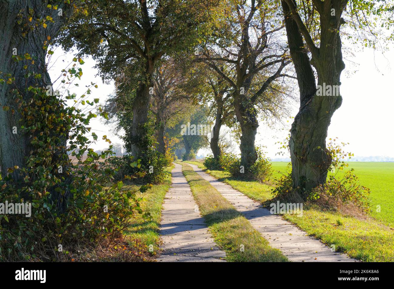 Tree avenue in Uckermark in autumn, small field path Stock Photo