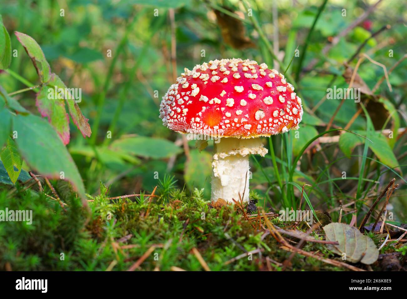 fly agaric,  Amanita Muscaria in autumn forest Stock Photo