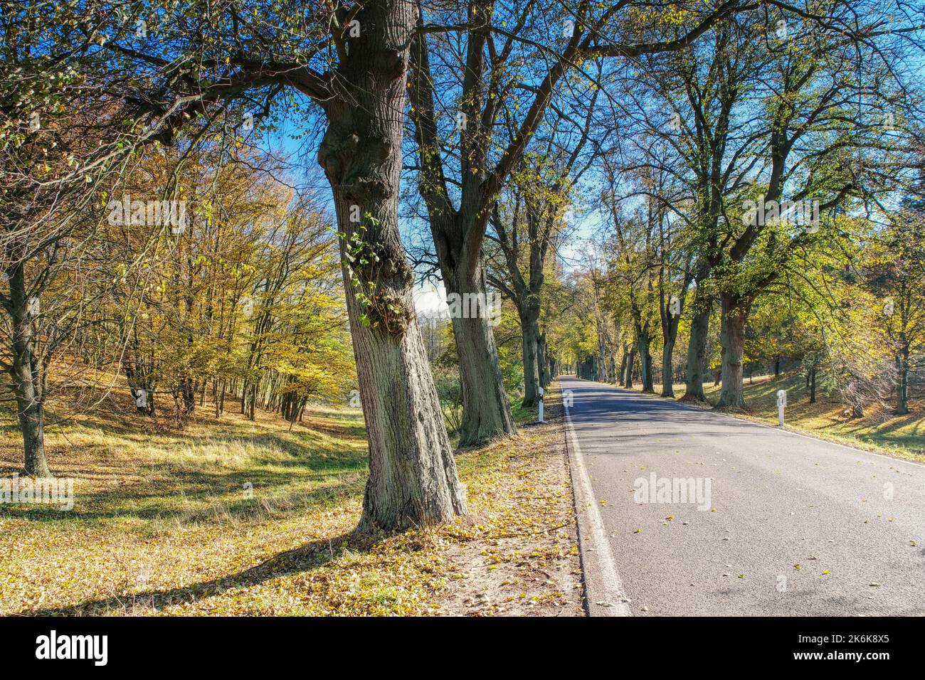 a nice lime tree avenue in autumn Stock Photo