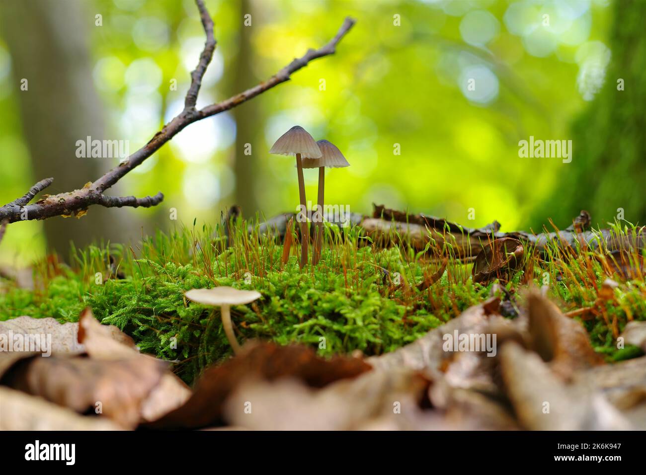 a group of Mycena stipata mushrooms in autumn forest Stock Photo