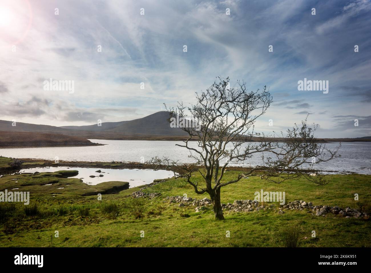 Lone tree at th Coastline at Ballacragher Bay in the area of Claggan Mountain, close to Mulranny, on an october  day. Stock Photo