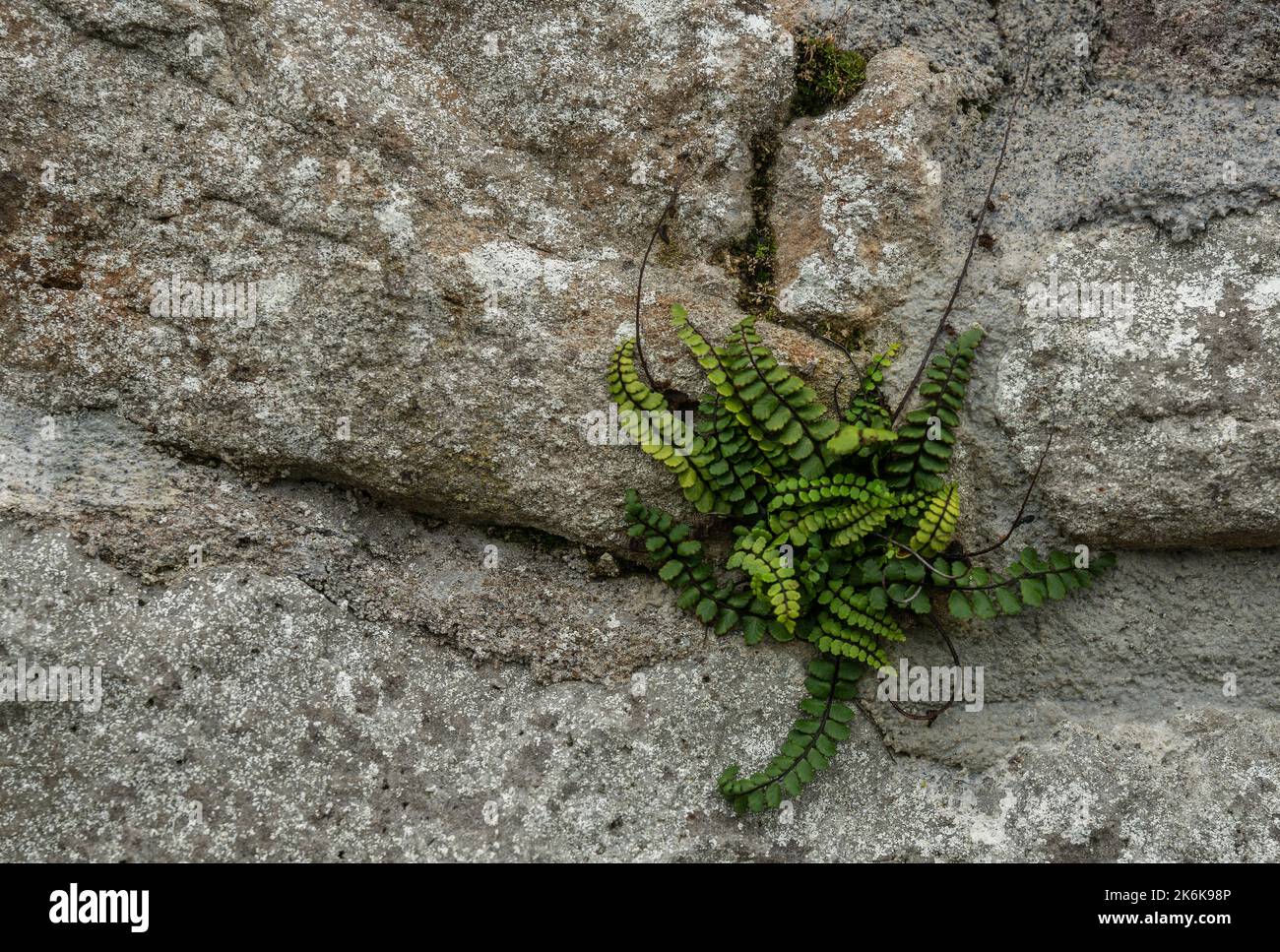 Maidenhair spleenwort growing on a stone wall in Ireland Stock Photo
