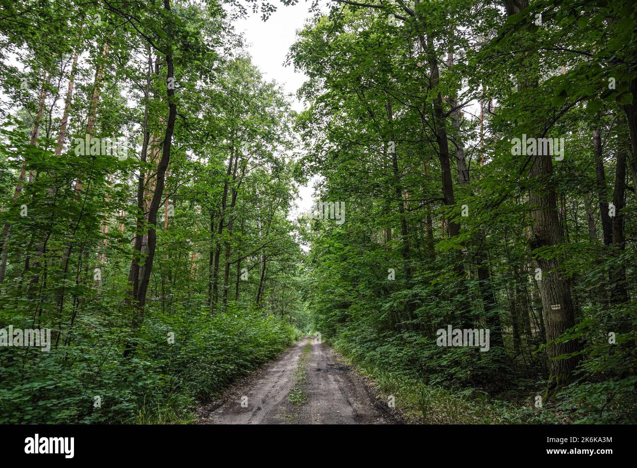 Empty ground road in a forest Stock Photo