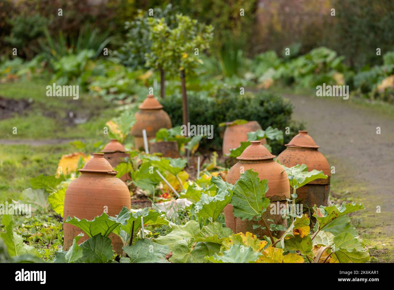 Traditional terracotta forcing jars in rhubarb vegetable garden Stock Photo
