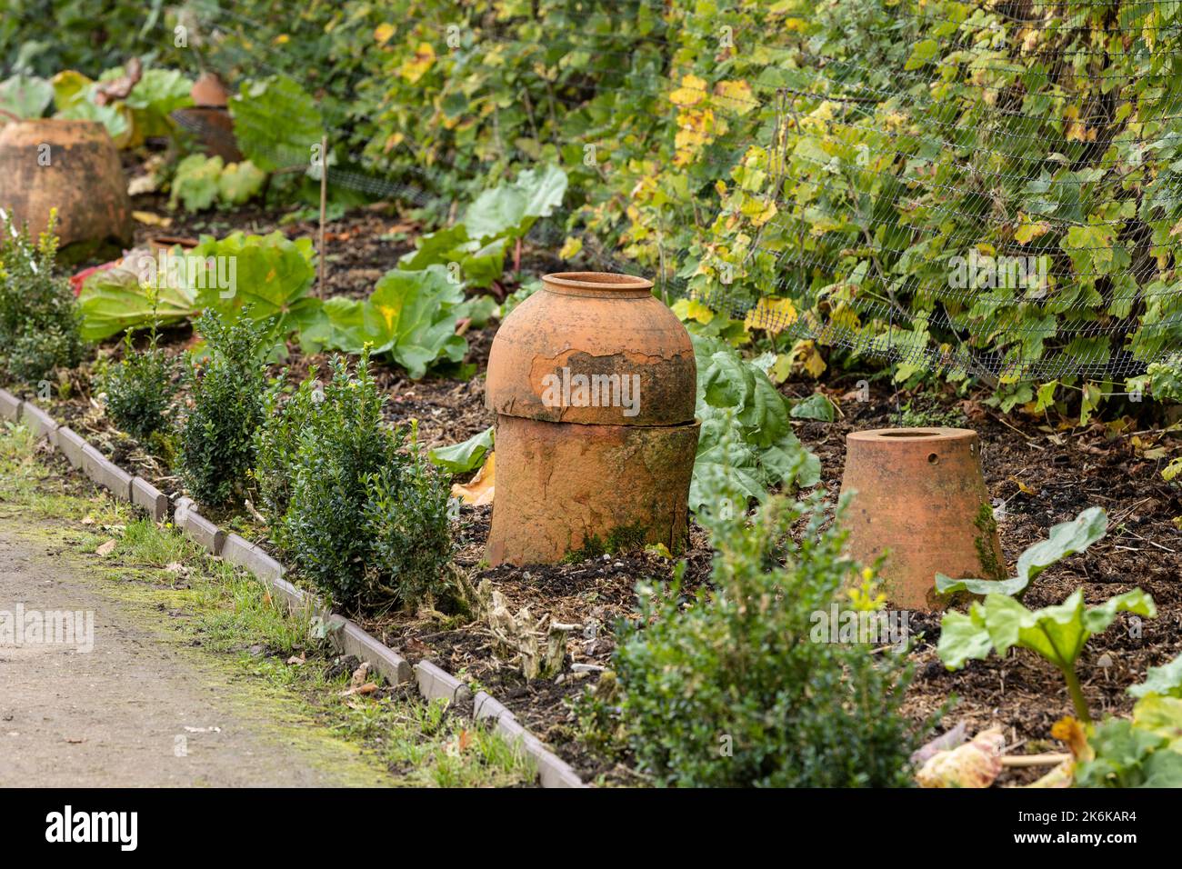 Traditional terracotta forcing jars in rhubarb vegetable garden Stock