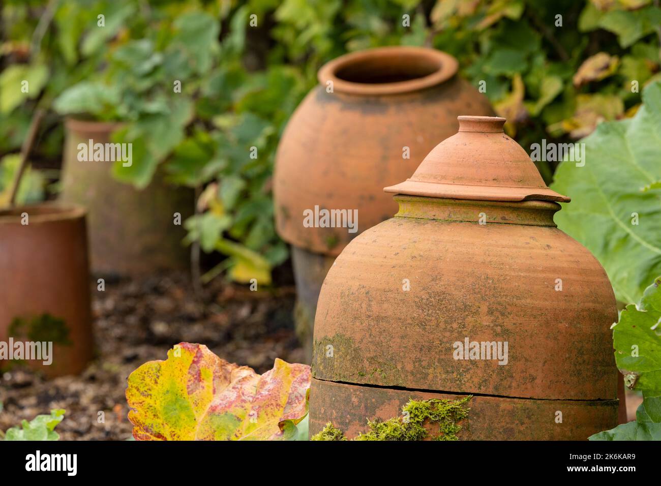 Traditional terracotta forcing jars in rhubarb vegetable garden Stock Photo