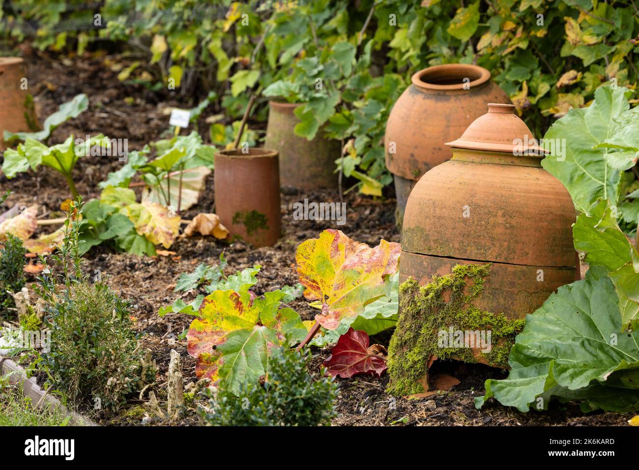 Traditional terracotta forcing jars in rhubarb vegetable garden Stock Photo