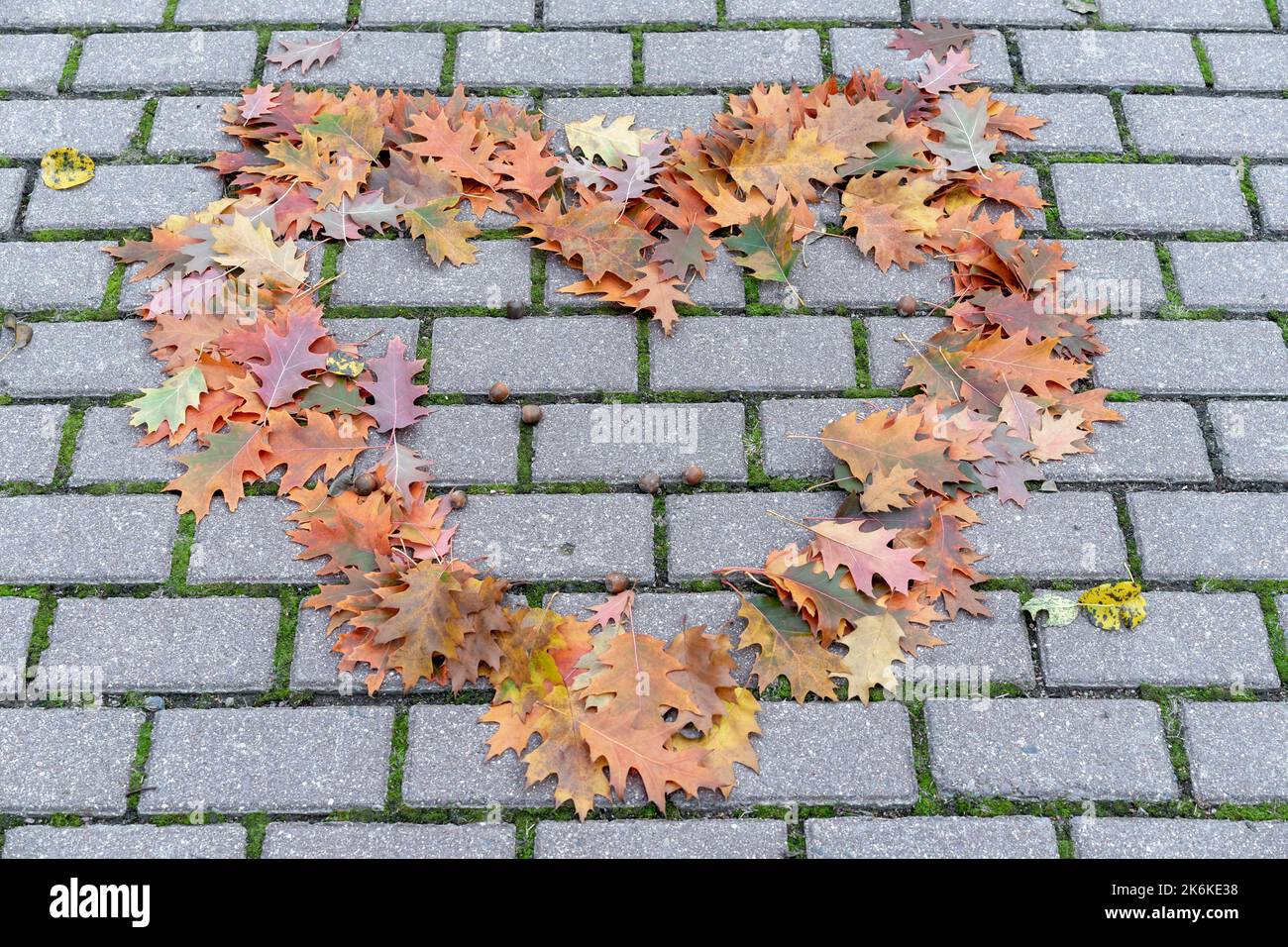 Oak leaves are laid out in the shape of a heart on paving slabs in an autumn park. Autumn foliage. Stock Photo