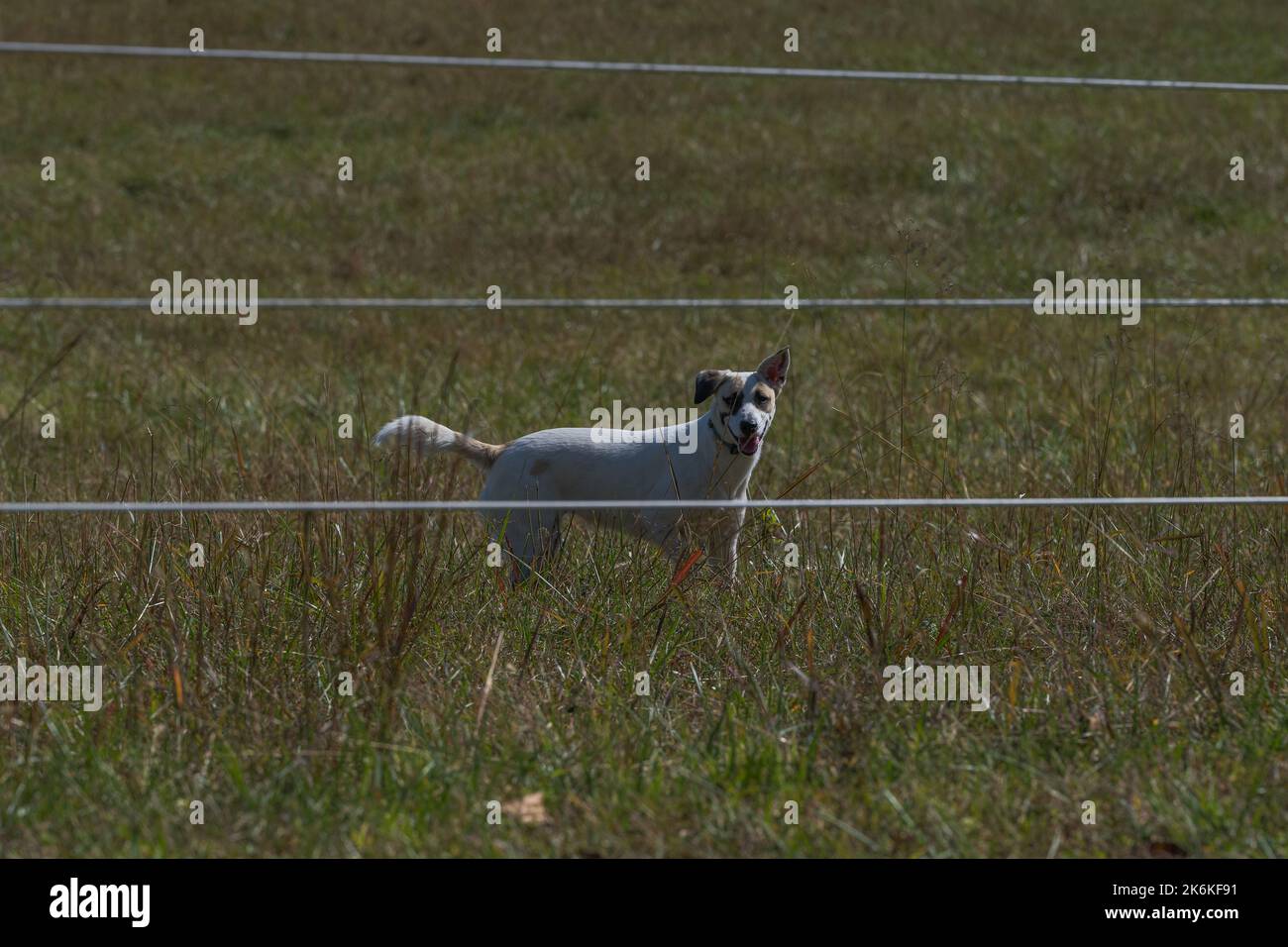 A brown and white dog standing in a field Stock Photo - Alamy