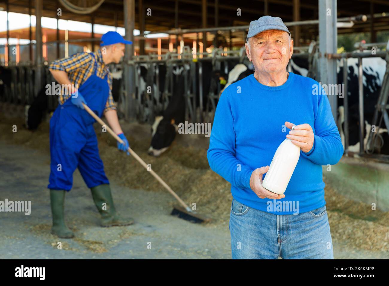 Senior farmer and worker in cowhouse Stock Photo