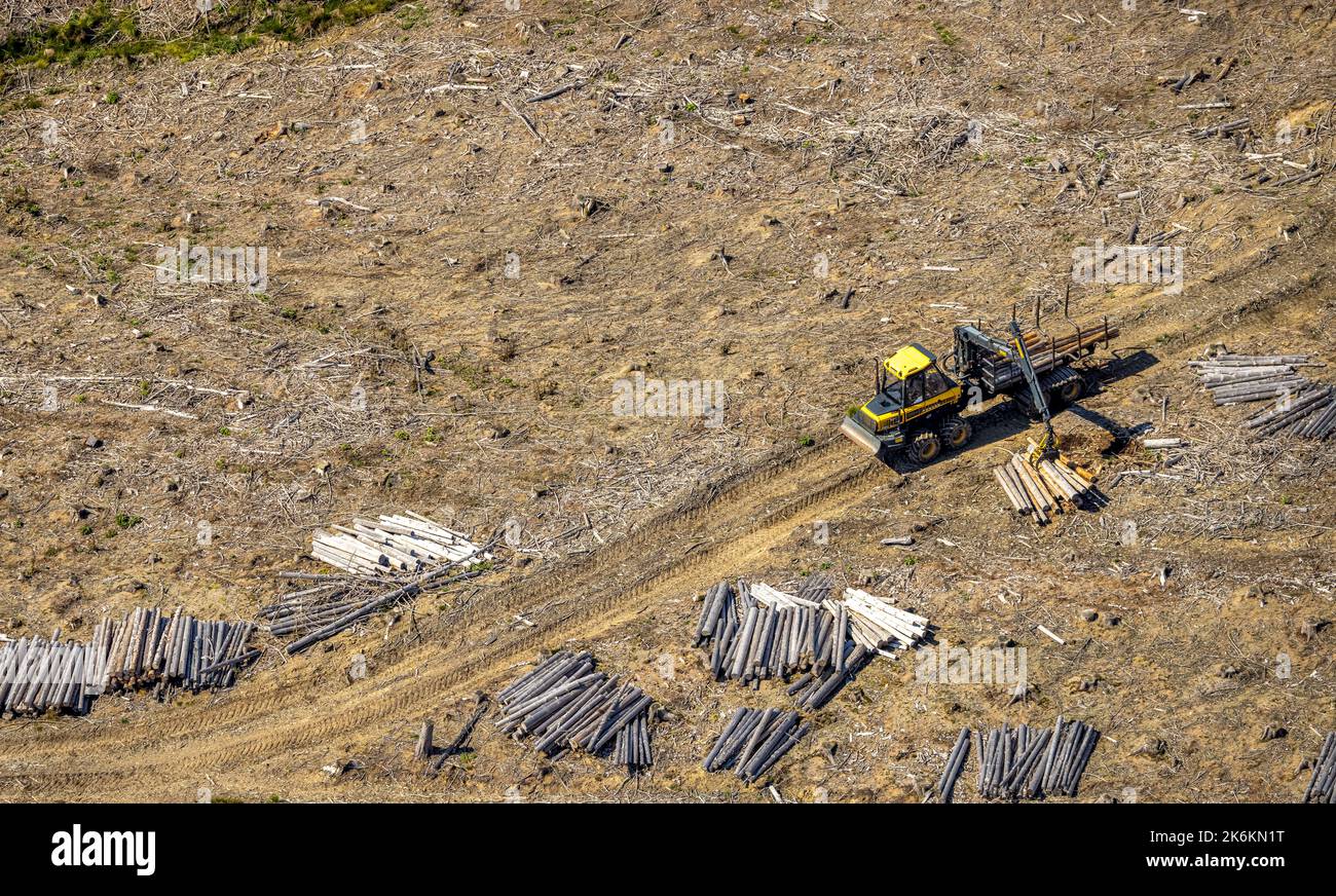 Aerial photo, forest damage and forest dieback, Glösingen, Arnsberg