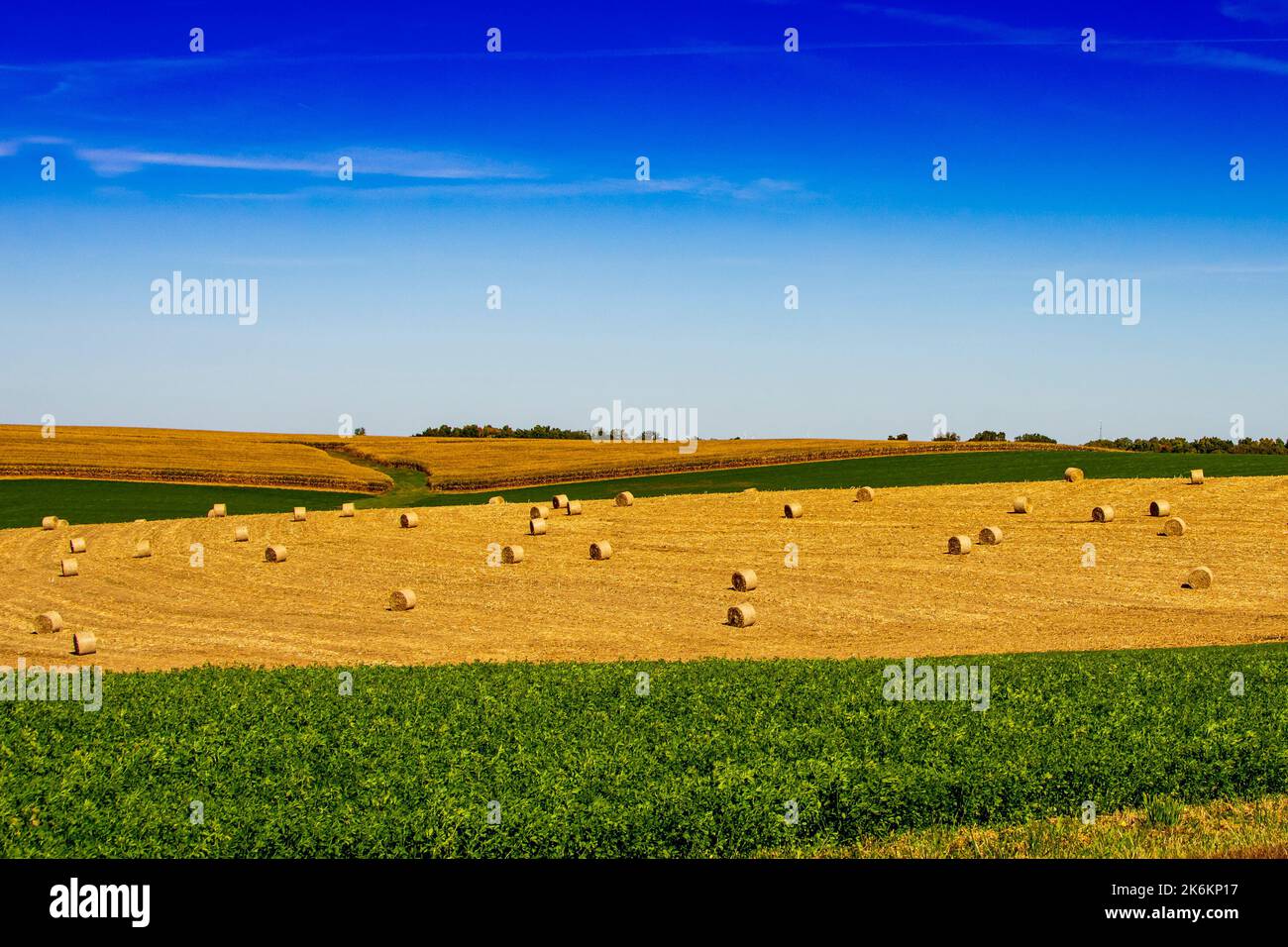 Round hay bales laying in a field during the autumn season Stock Photo ...