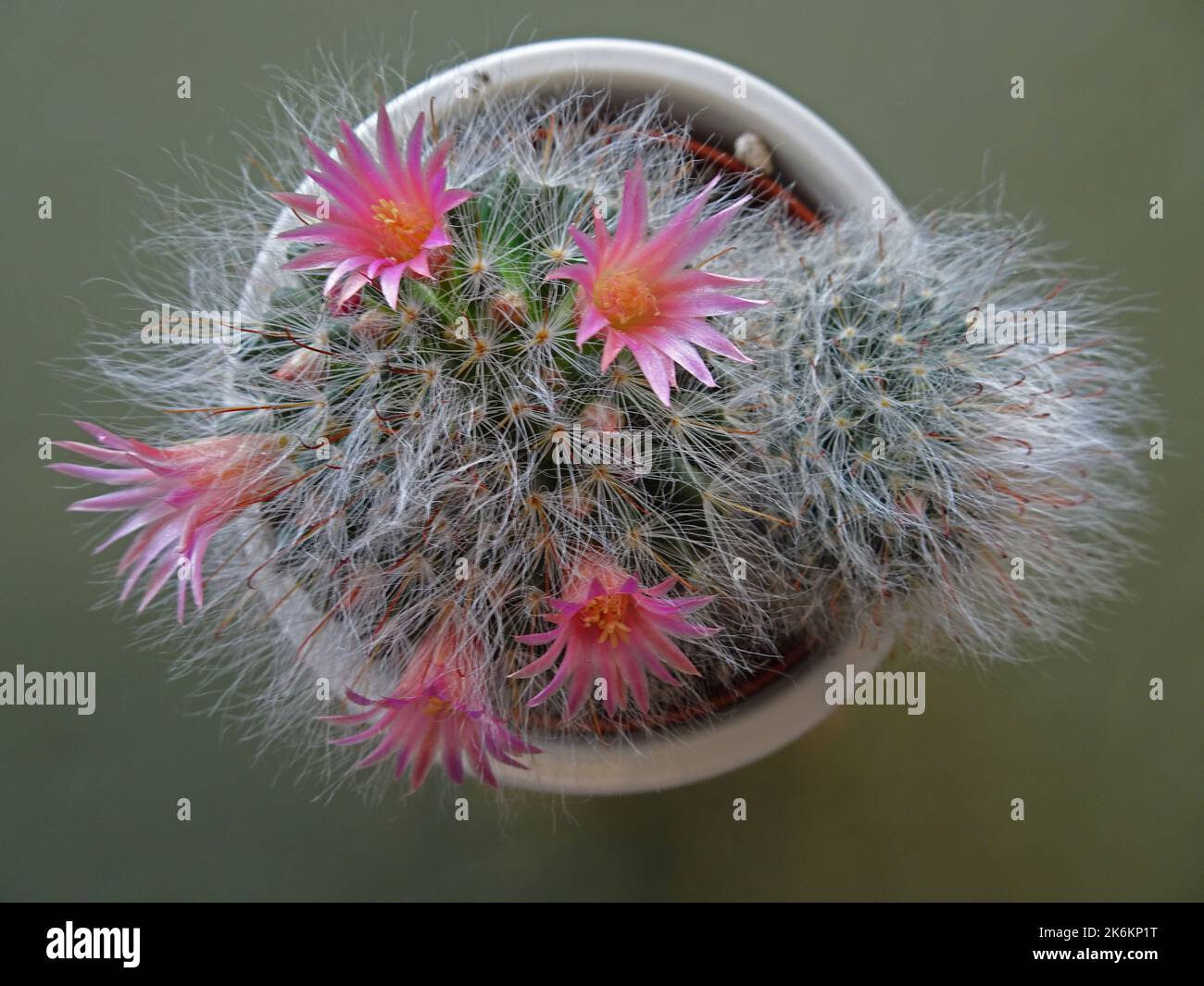 Flowers of Mammillaria bocasana roseiflora cactus Stock Photo - Alamy