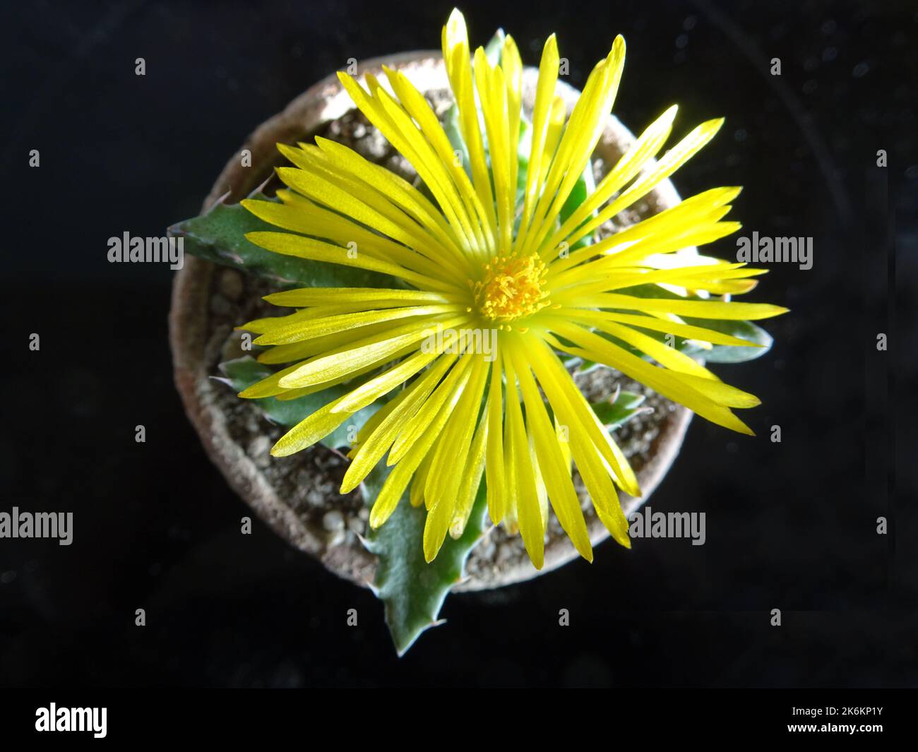 Flower of Faucaria tigrina cactus. Stock Photo
