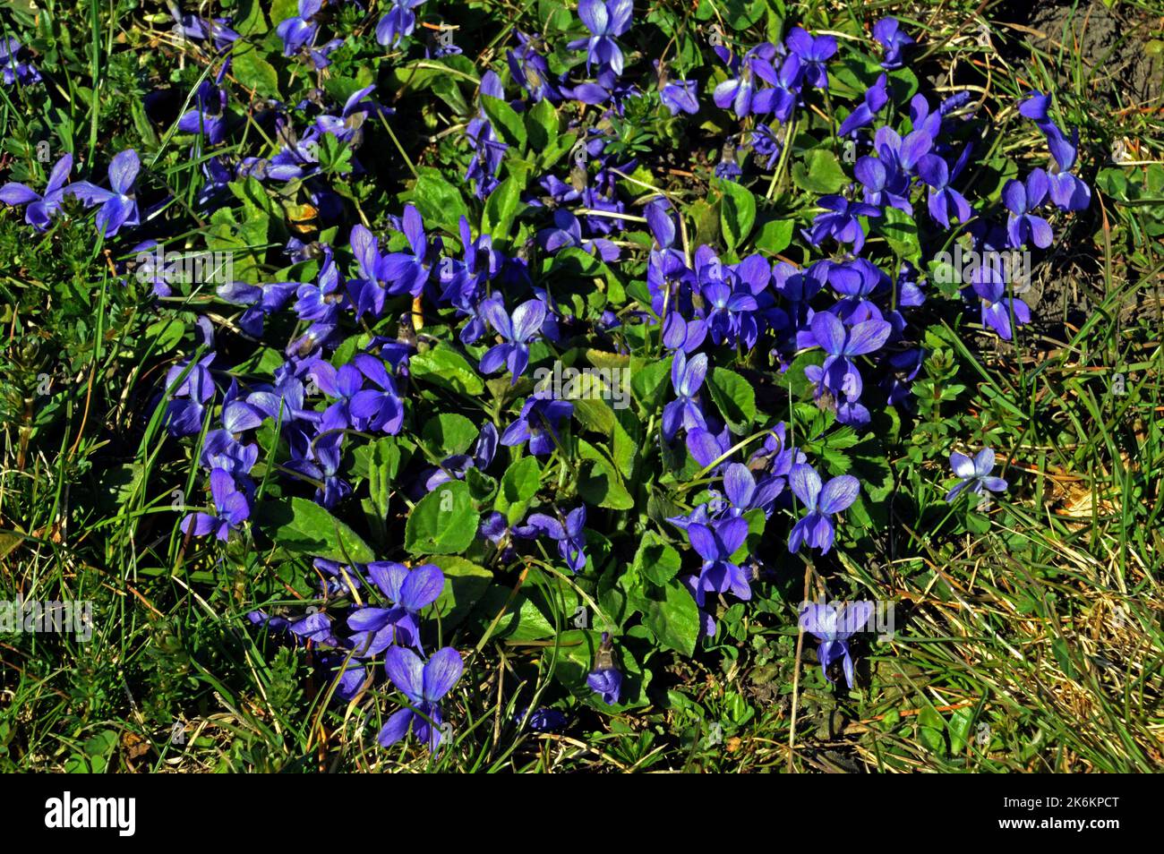 Flowers of Dog Violet or Heath Violet (Viola canina) near Ismaning, Bavaria, Stock Photo