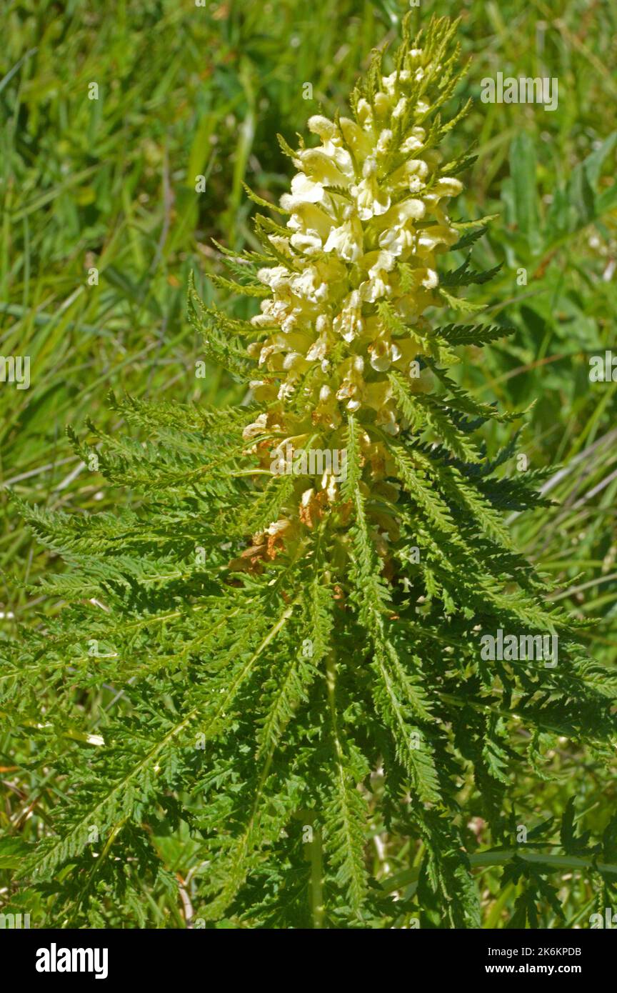 Flowers of Leafy Lousewort (Pedicularis foliosa)  on Kranzberg, Mittenwald, Bavaria. Stock Photo