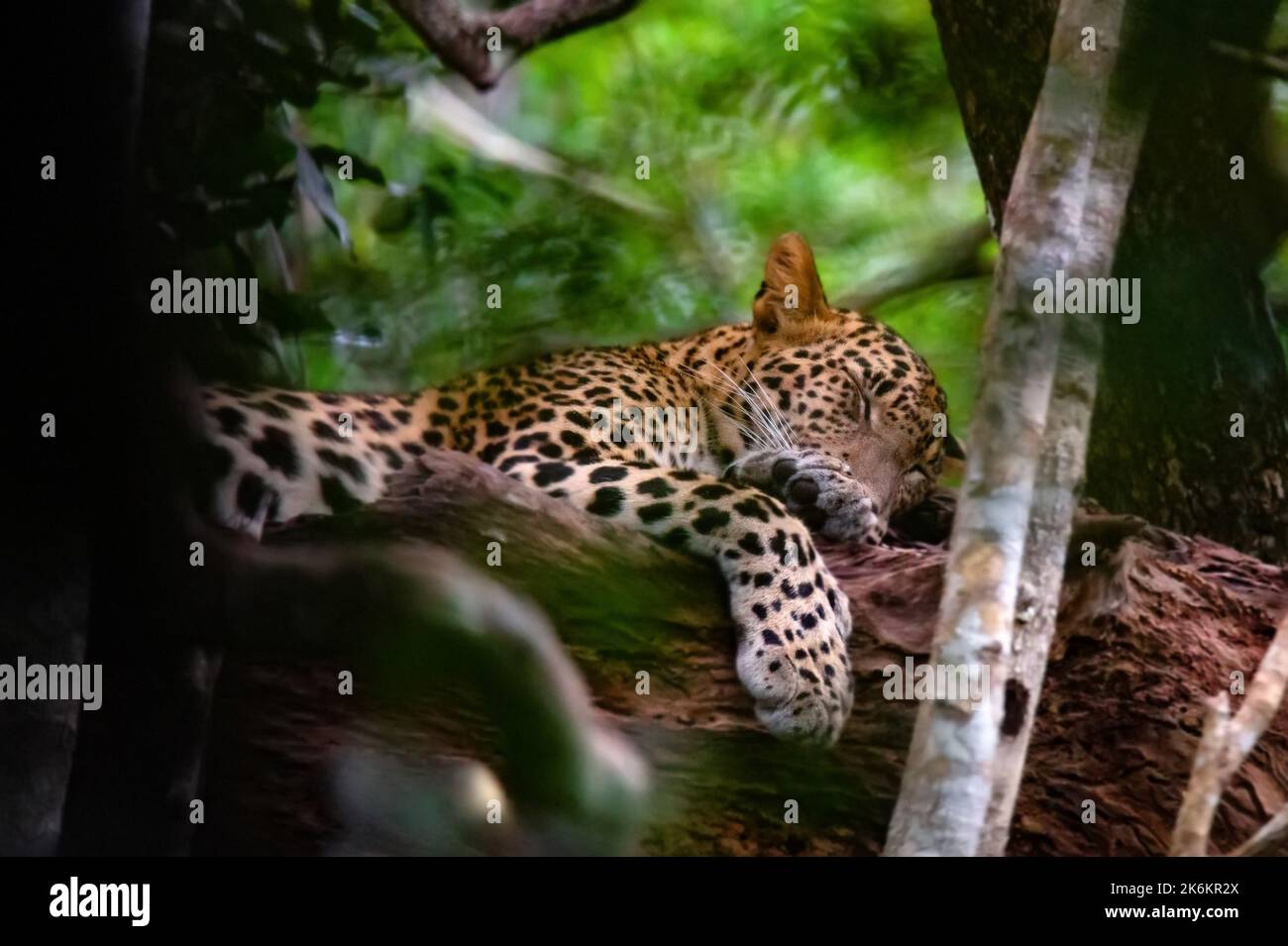 Asian leopard hi-res stock photography and images - Page 6 - Alamy