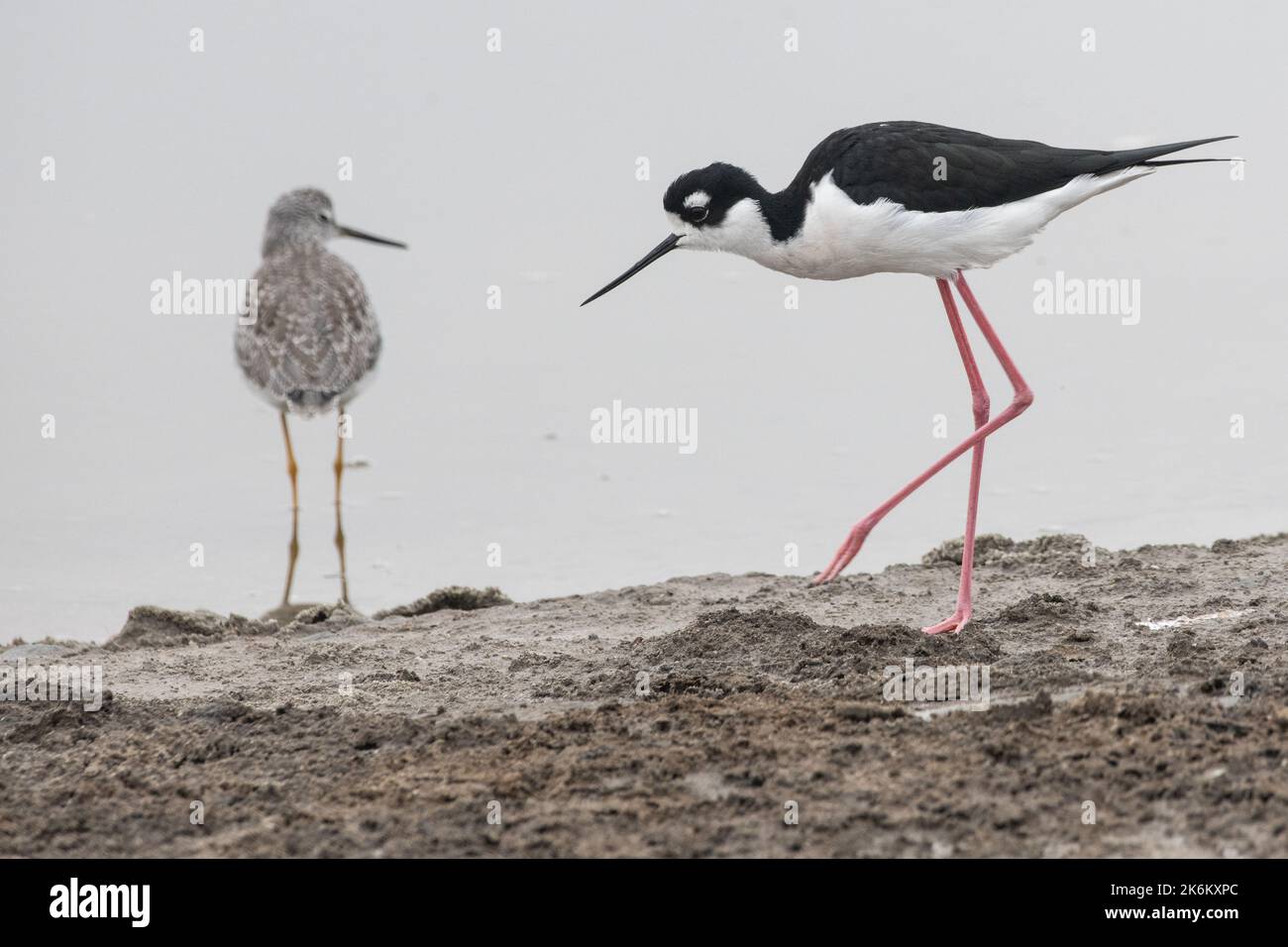 A black necked stilt (Himantopus mexicanus) and greater yellowlegs (Tringa melanoleuca) in San Mateo county in the San Francisco bay of California. Stock Photo
