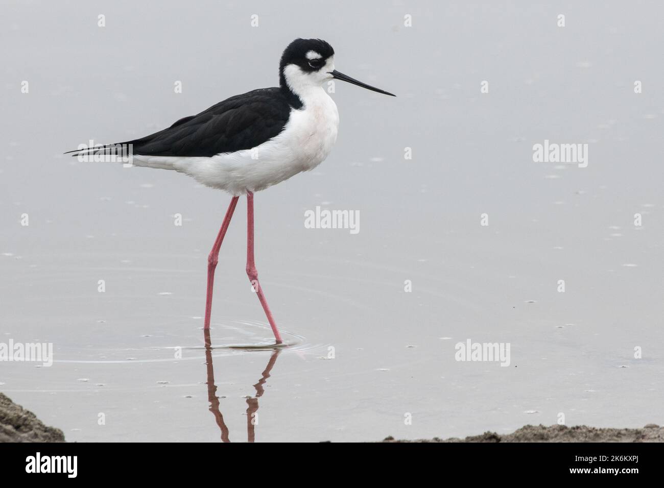 A black necked stilt (Himantopus mexicanus) in a coastal marsh in San Mateo county in the San Francisco bay of California. Stock Photo