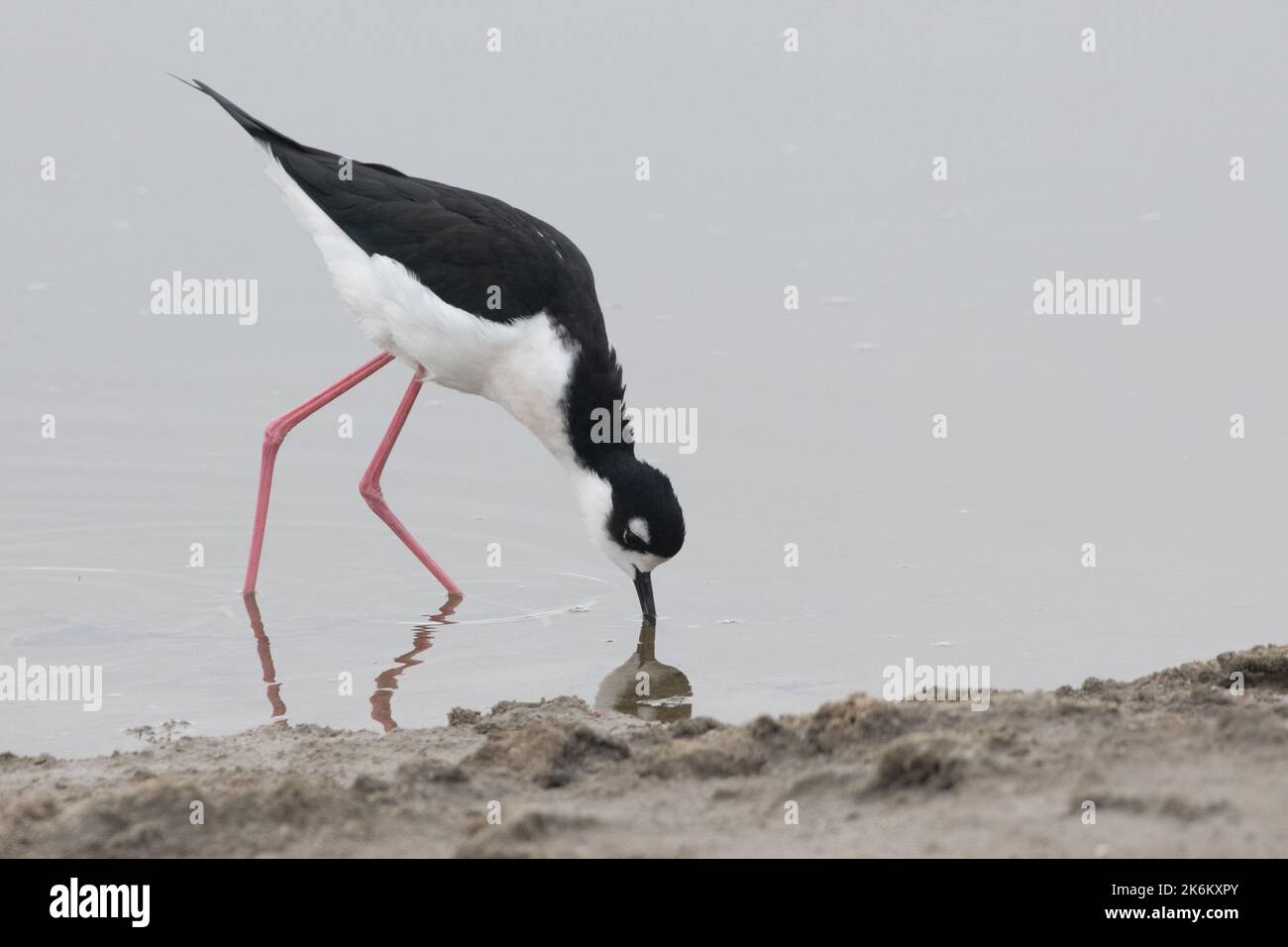 A black necked stilt (Himantopus mexicanus) in a coastal marsh in San Mateo county in the San Francisco bay of California. Stock Photo