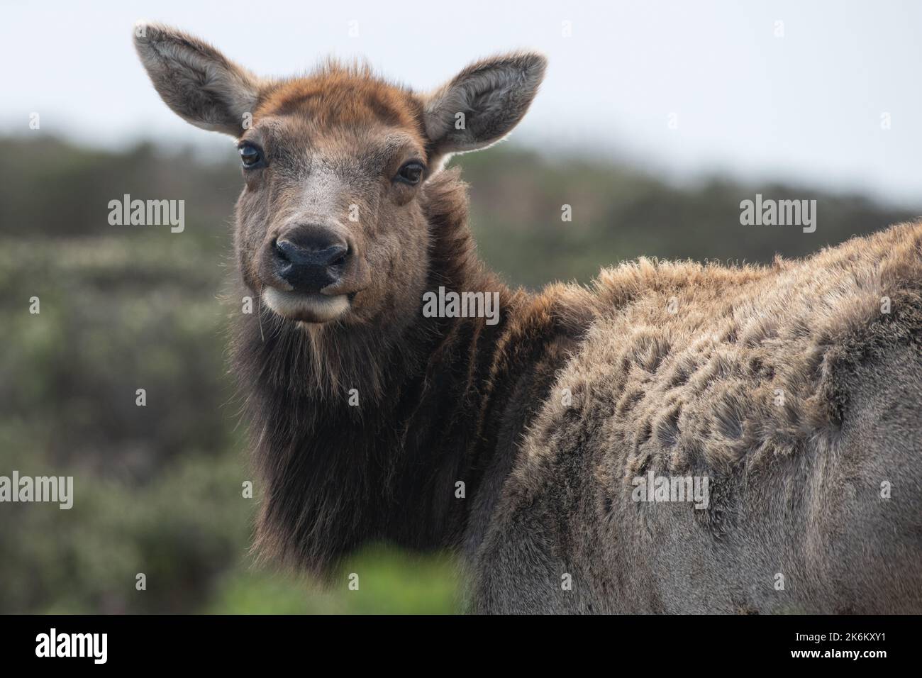 Tule elk (Cervus canadensis nannodes) an endangered subspecies from