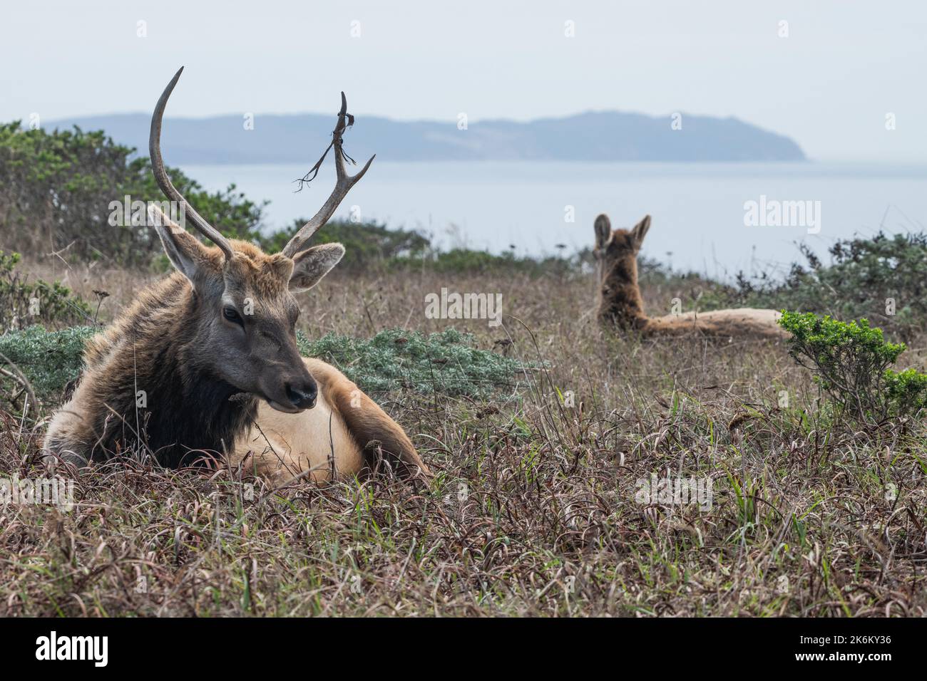 Tule elk (Cervus canadensis nannodes) an endangered subspecies from