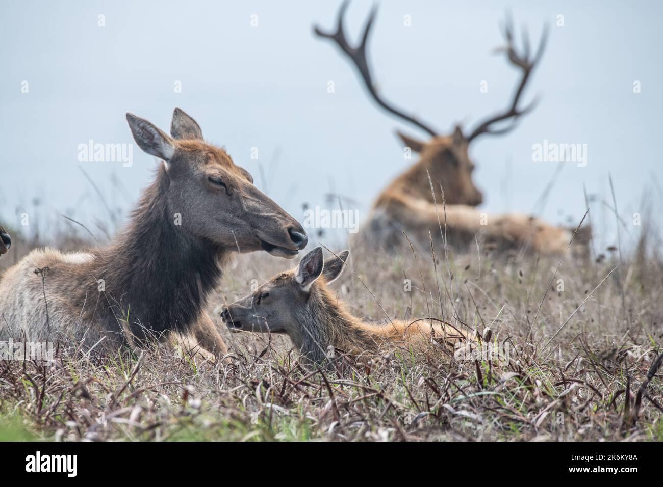 Tule elk (Cervus canadensis nannodes) an endangered subspecies from