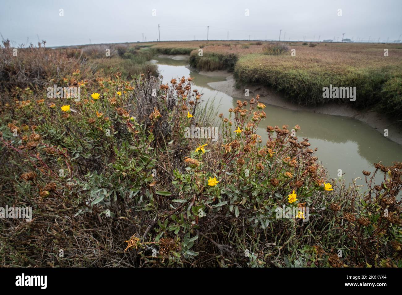 Oregon Gumweed (Grindelia stricta) growing in a coastal salt marsh in the San Francisco Bay area of California. Stock Photo