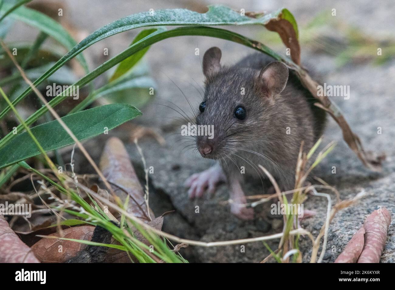 A common brown rat (Rattus norvegicus) in an urban garden in the San Francisco Bay area of California. Stock Photo