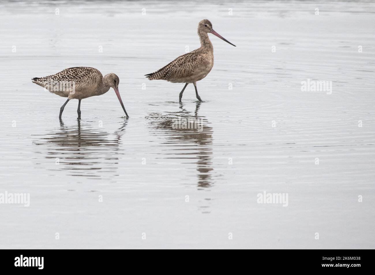 A pair of marbled godwits (Limosa fedoa) walking & feeding in the shallow water at low tide in the San Francisco Bay in California. Stock Photo