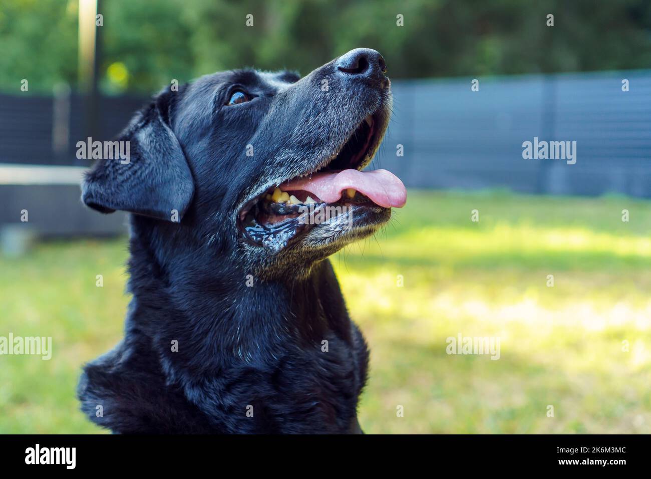 Portrait of black dog Labrador Retriever sitting with his tongue out on
