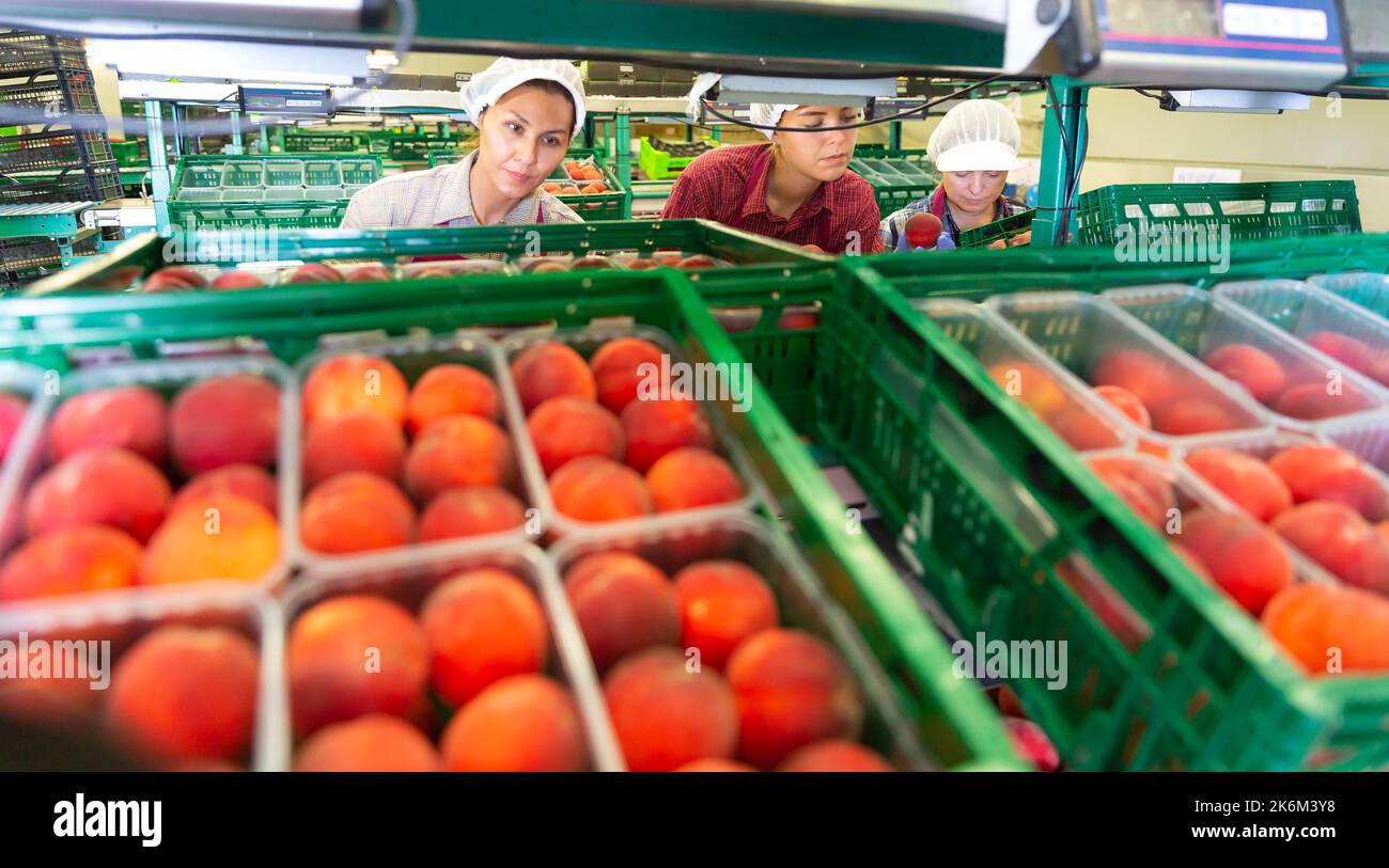 Three women working in sorting room Stock Photo - Alamy