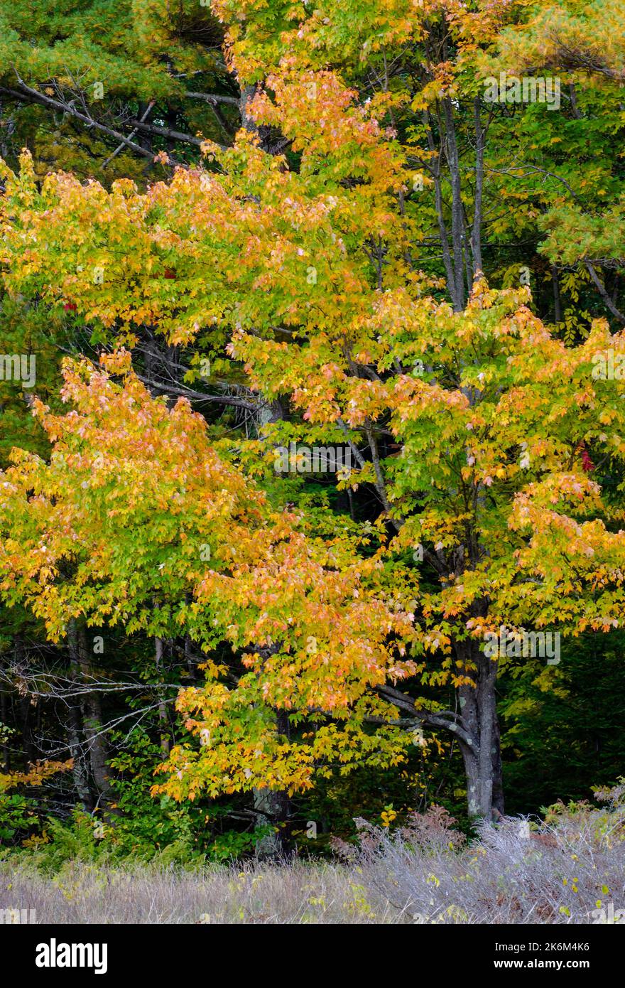 The forest edge studded with Maple trees meets the grasses of the