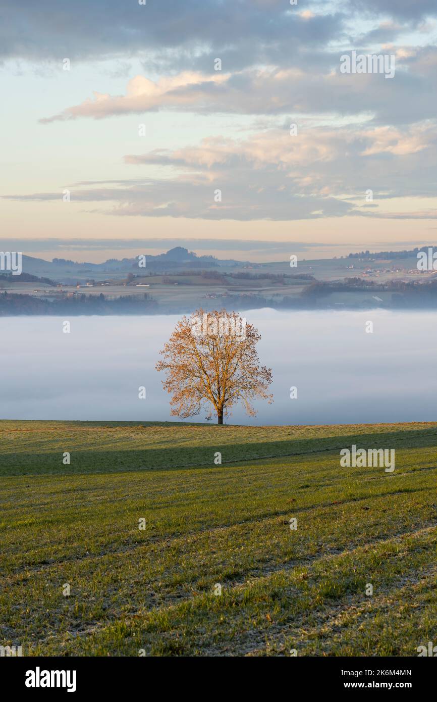 Beautiful panorama of autumn mountains, trees on a mountain hills. Morning fog in valley between mountain slopes. Stock Photo