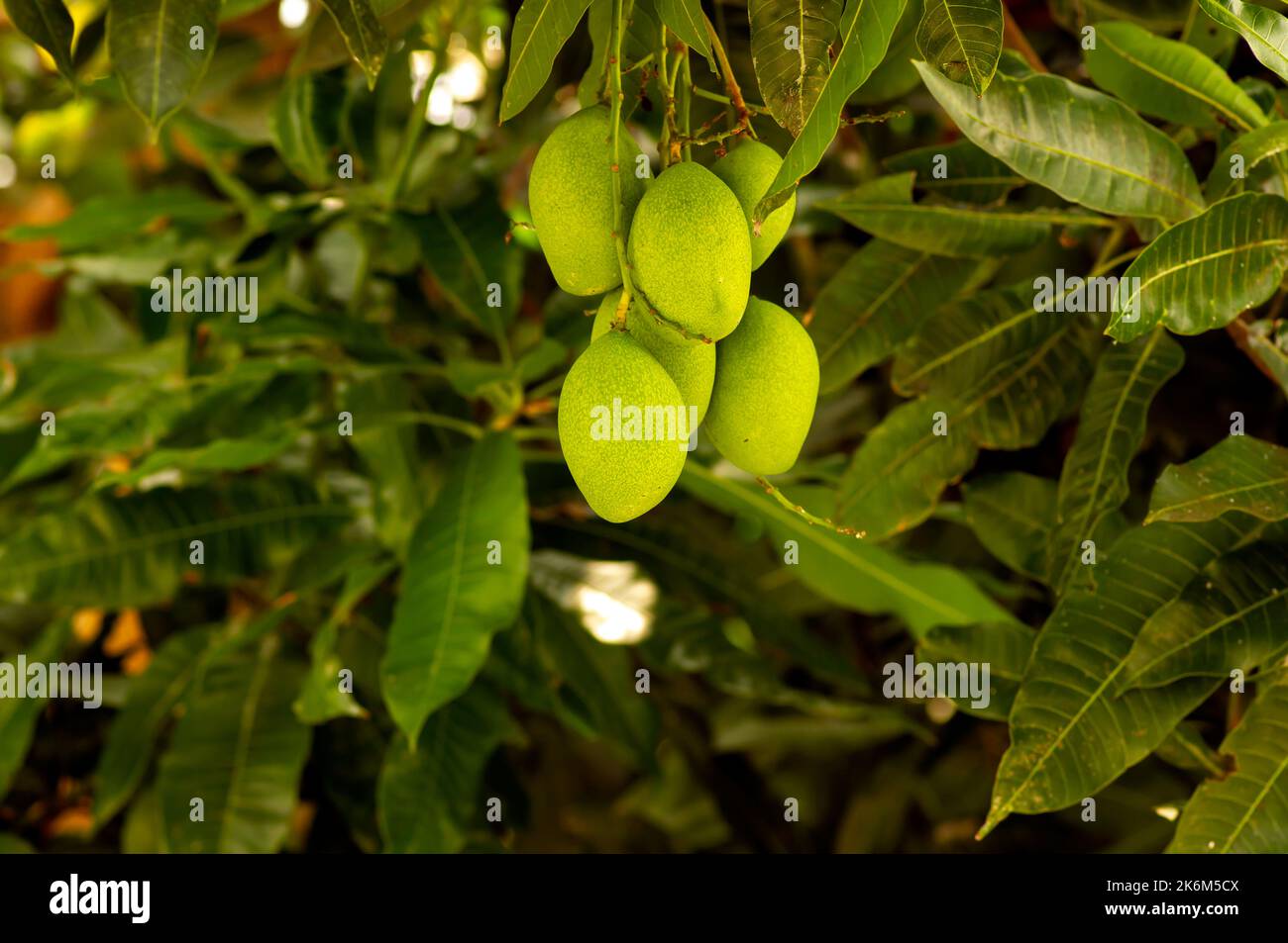 A mango tree (Mangifera indica) with green fruits Stock Photo