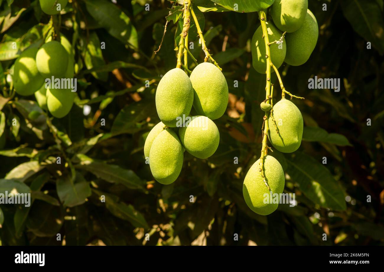 A Mango Tree Mangifera Indica With Green Fruits Stock Photo Alamy