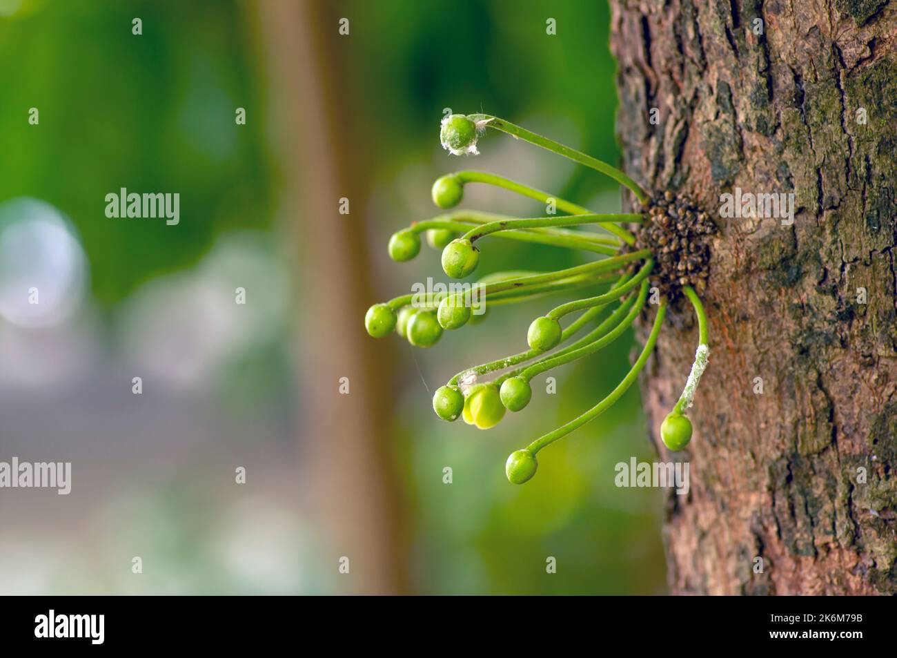 Kepel fruits or burahol (Stelechocarpus burahol) flower buds, on the tree trunk, selected focus Stock Photo
