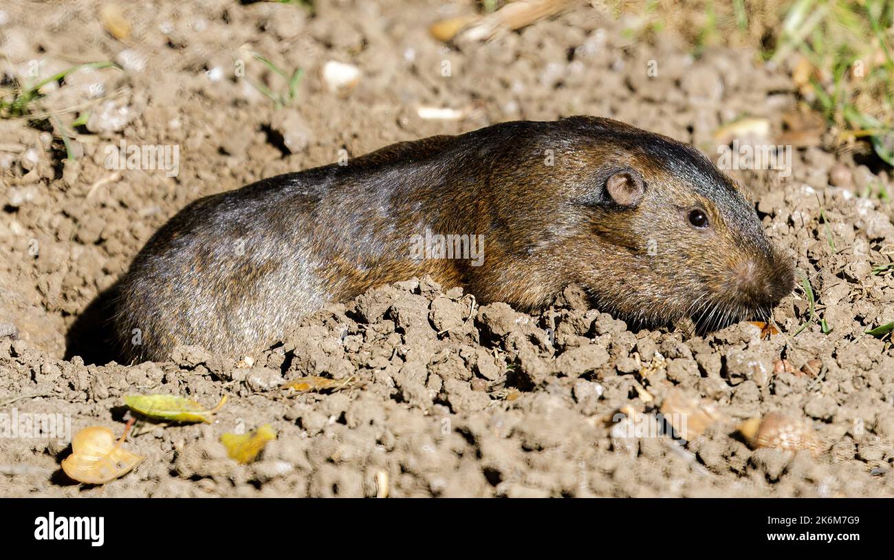 Botta's Pocket Gopher Coming Out from its Burrow. Santa Clara County