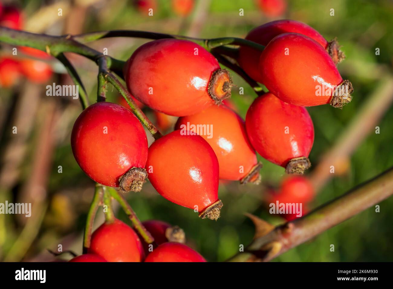 Branch with ripe wild rose hips close-up. The medicinal plant is used in medicine Stock Photo
