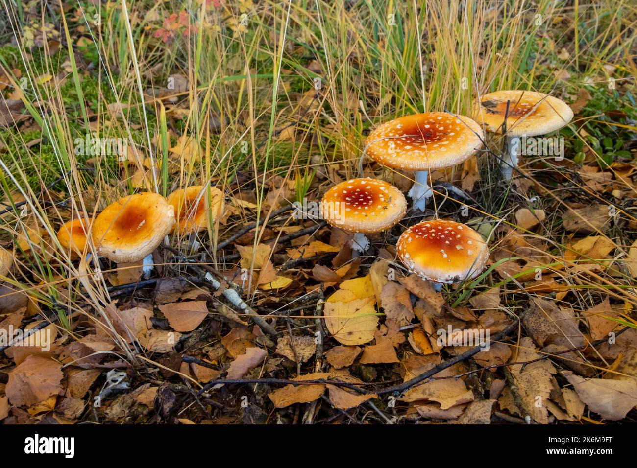 Beautiful fly agaric mushrooms in the autumn forest, forest background for relaxation and recreation Stock Photo