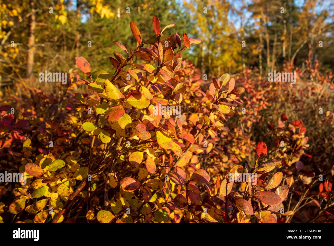 Most beautiful leaves in the world hires stock photography and images