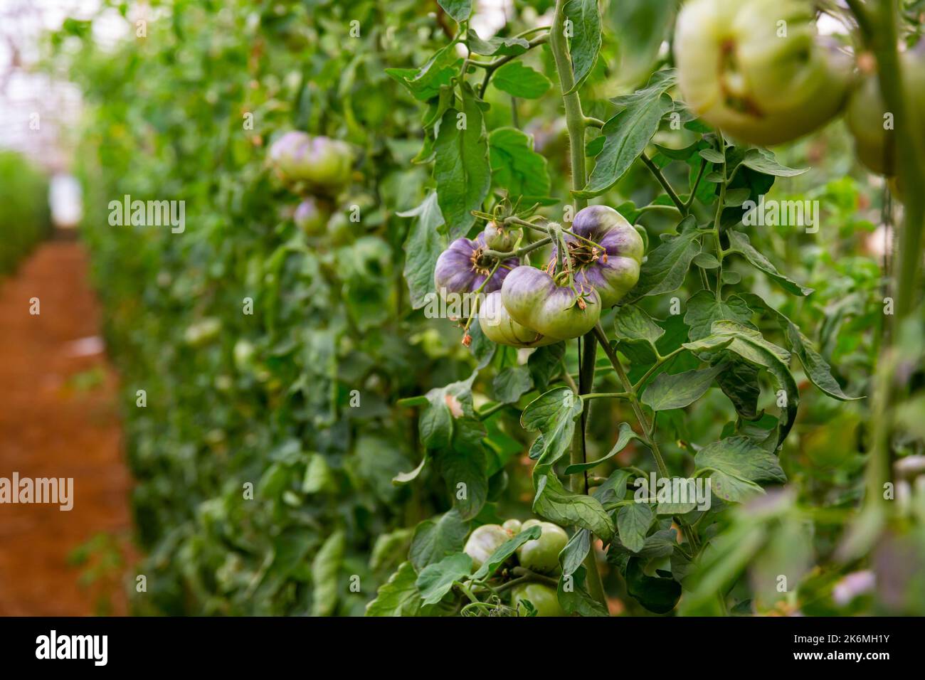 Rows of harvest of ripe blue tomatoes in greenhouse Stock Photo - Alamy