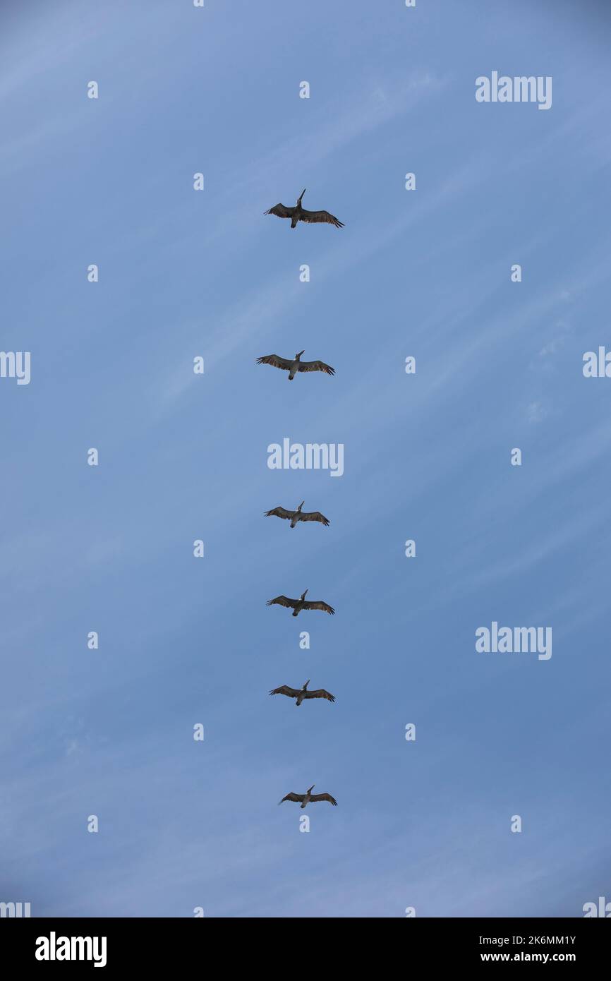 Pelicans soar in the sky over a beach in Boca del Rio, Veracruz, Mexico. Stock Photo