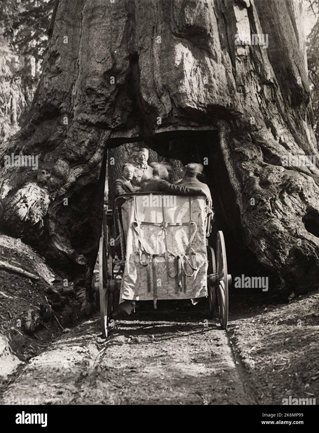 President Theodore Roosevelt driving through a sequoia tree tunnel Stock Photo