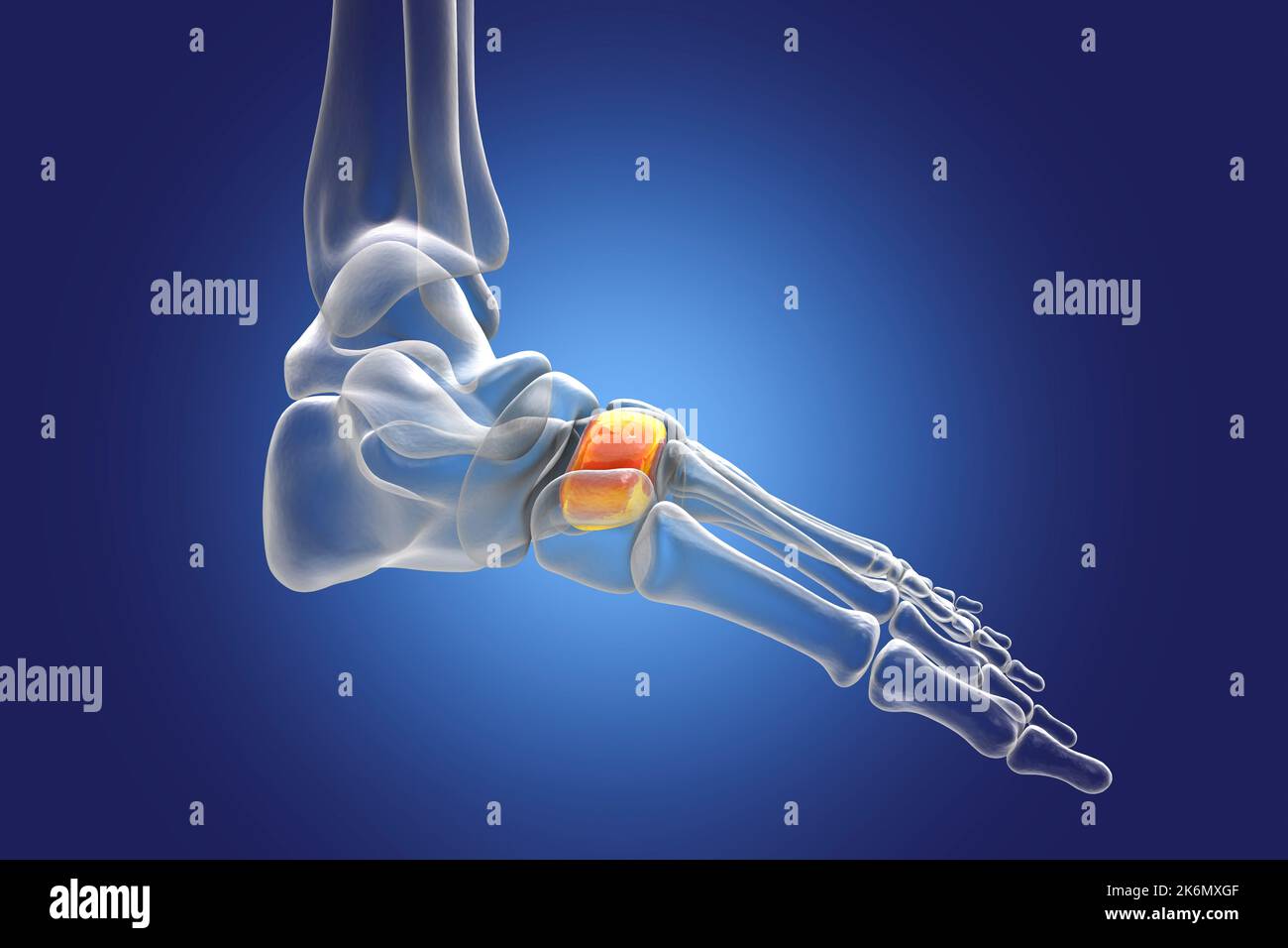 Intermediate cuneiform bone, illustration Stock Photo - Alamy