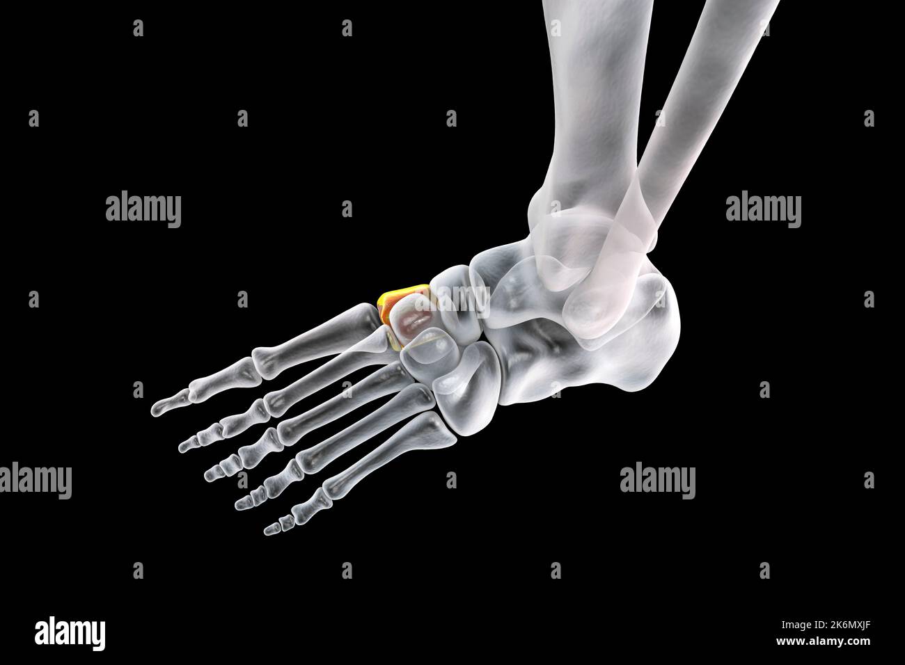 Medial cuneiform bone, illustration Stock Photo - Alamy